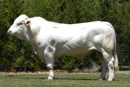 reproducteur charolais inscrit