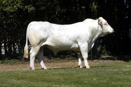 reproducteur charolais inscrit