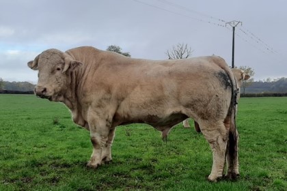 reproducteur charolais inscrit