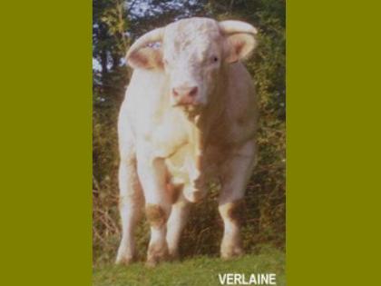 reproducteur charolais inscrit