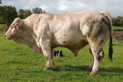 reproducteur charolais inscrit