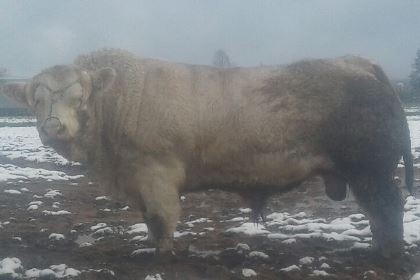 reproducteur charolais inscrit