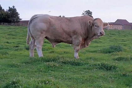 reproducteur charolais inscrit