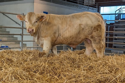 reproducteur charolais inscrit