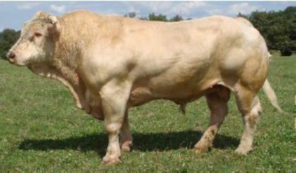 reproducteur charolais inscrit