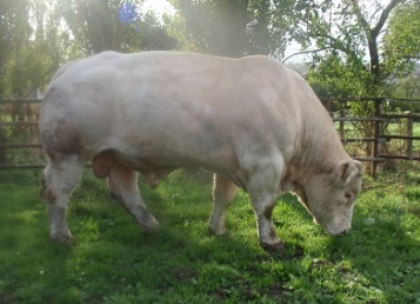 reproducteur charolais inscrit