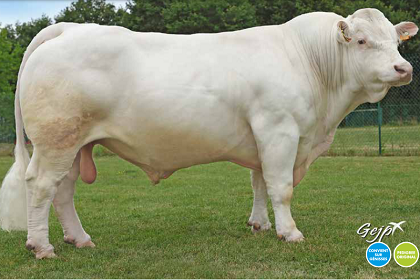reproducteur charolais inscrit
