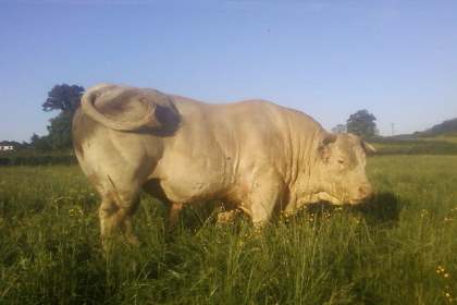 reproducteur charolais inscrit
