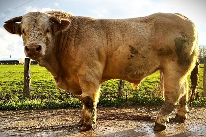 reproducteur charolais inscrit