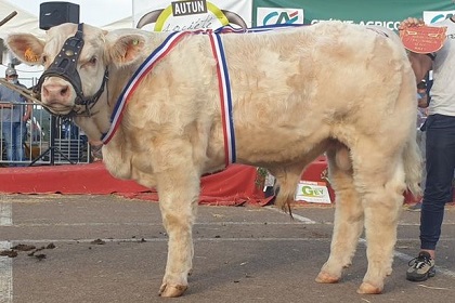 reproducteur charolais inscrit