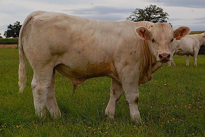 reproducteur charolais inscrit