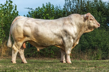 reproducteur charolais inscrit