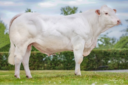 reproducteur charolais inscrit