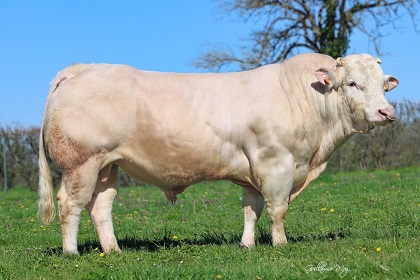reproducteur charolais inscrit