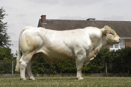 reproducteur charolais inscrit