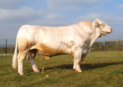 reproducteur charolais inscrit