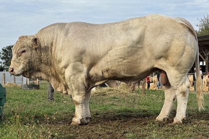 reproducteur charolais inscrit