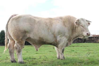 reproducteur charolais inscrit