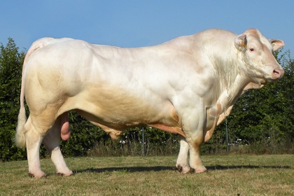 reproducteur charolais inscrit