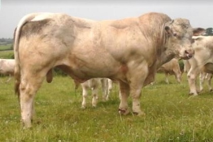 reproducteur charolais inscrit