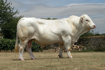 reproducteur charolais inscrit