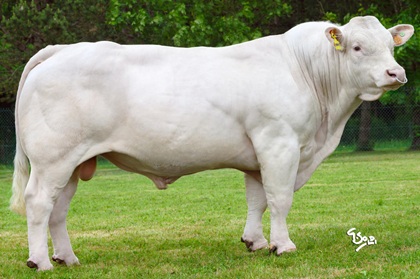reproducteur charolais inscrit