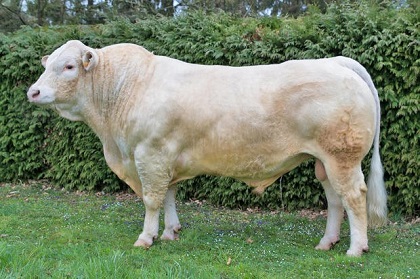 reproducteur charolais inscrit