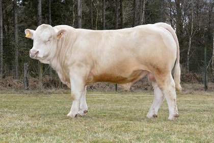 reproducteur charolais inscrit