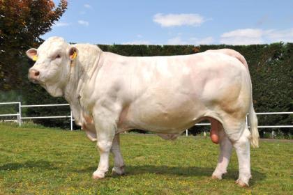 reproducteur charolais inscrit