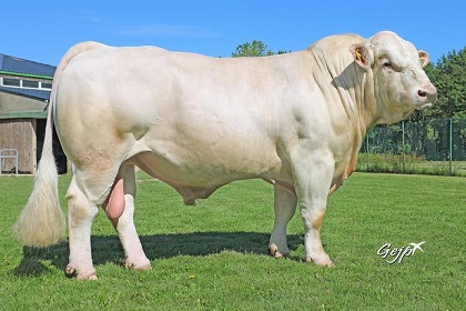 reproducteur charolais inscrit