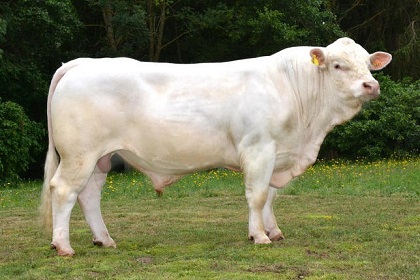 reproducteur charolais inscrit
