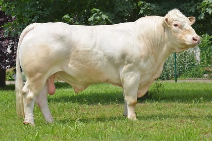 reproducteur charolais inscrit