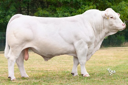 reproducteur charolais inscrit