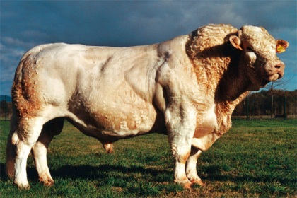 reproducteur charolais inscrit