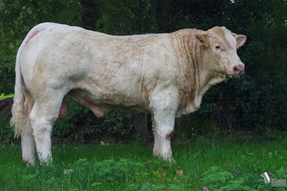 reproducteur charolais inscrit