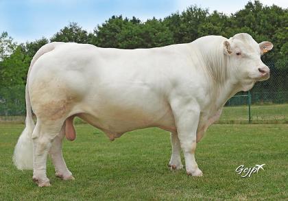 reproducteur charolais inscrit