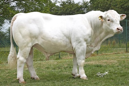 reproducteur charolais inscrit