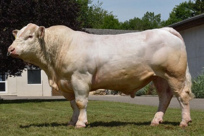 reproducteur charolais inscrit