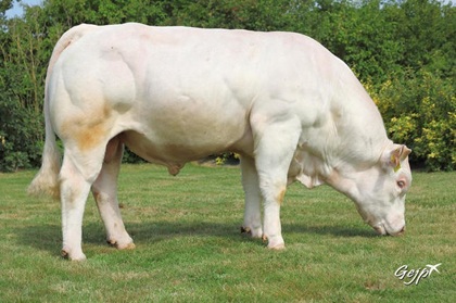 reproducteur charolais inscrit