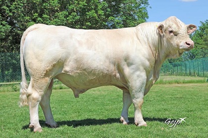 reproducteur charolais inscrit