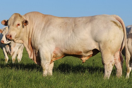 reproducteur charolais inscrit