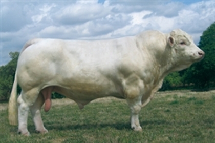 reproducteur charolais inscrit