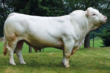 reproducteur charolais inscrit