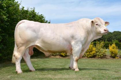 reproducteur charolais inscrit