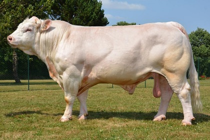 reproducteur charolais inscrit