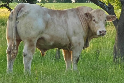 reproducteur charolais inscrit