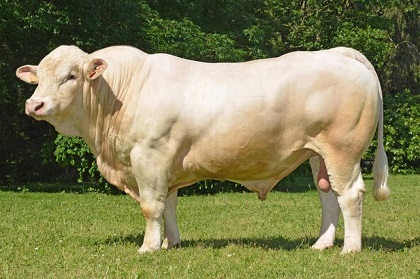 reproducteur charolais inscrit