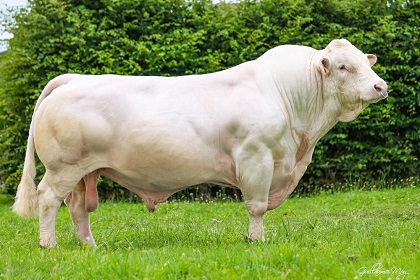 reproducteur charolais inscrit