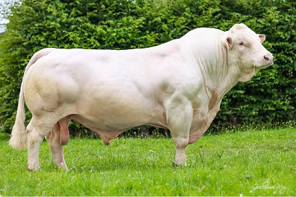 reproducteur charolais inscrit