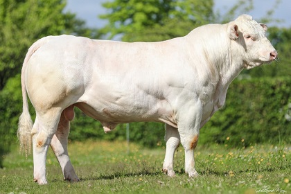 reproducteur charolais inscrit